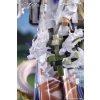 Arknights - Shu